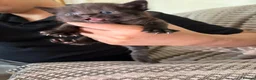 Maine Coon cats for sale: Mainecoon cross kittens looking for a forever home - Advert 17