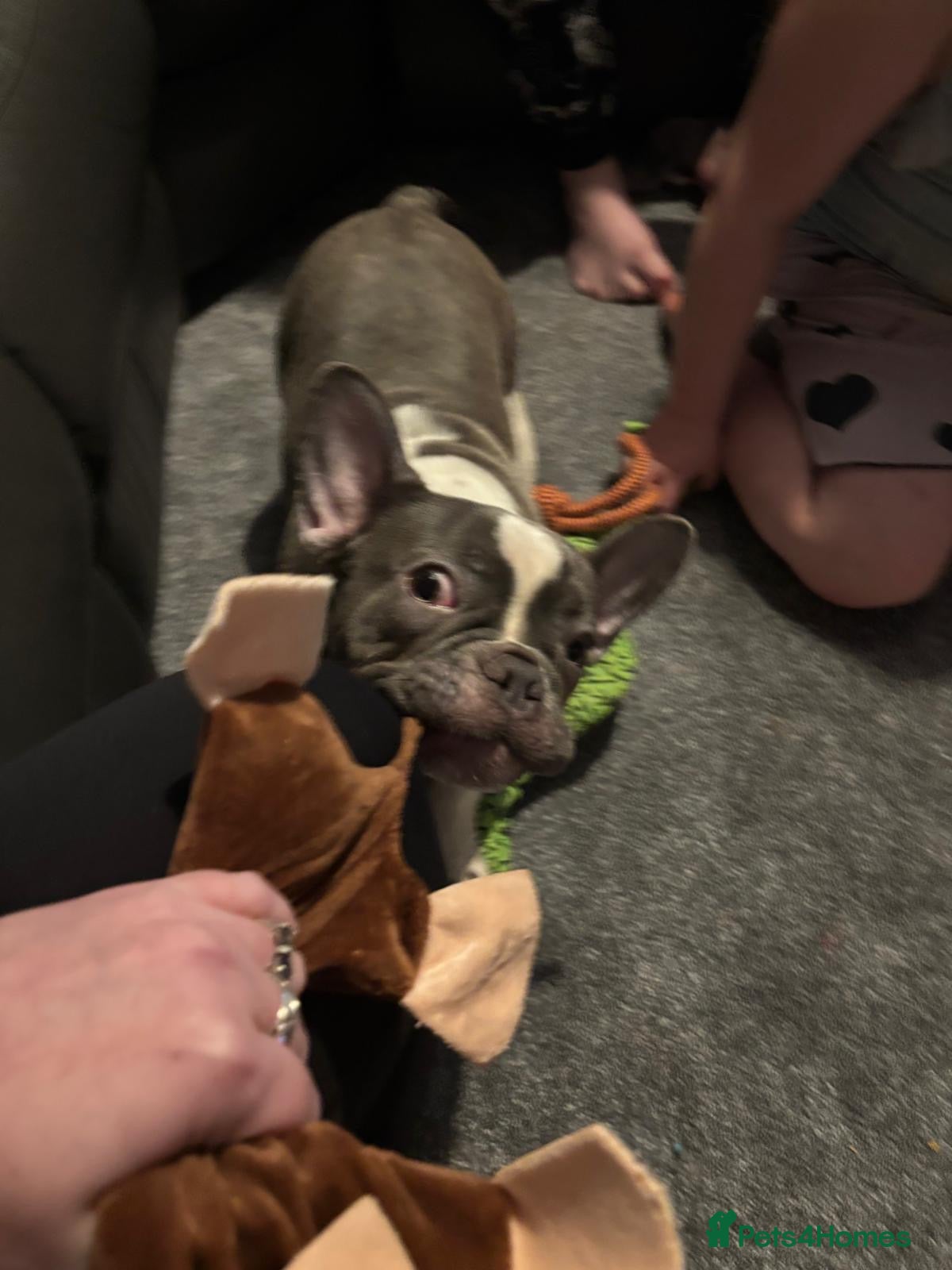 French Bulldog dogs Male French bulldog puppy  - Advert 9