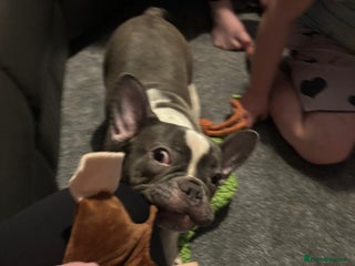 French Bulldog dogs Male French bulldog puppy - Advert 6