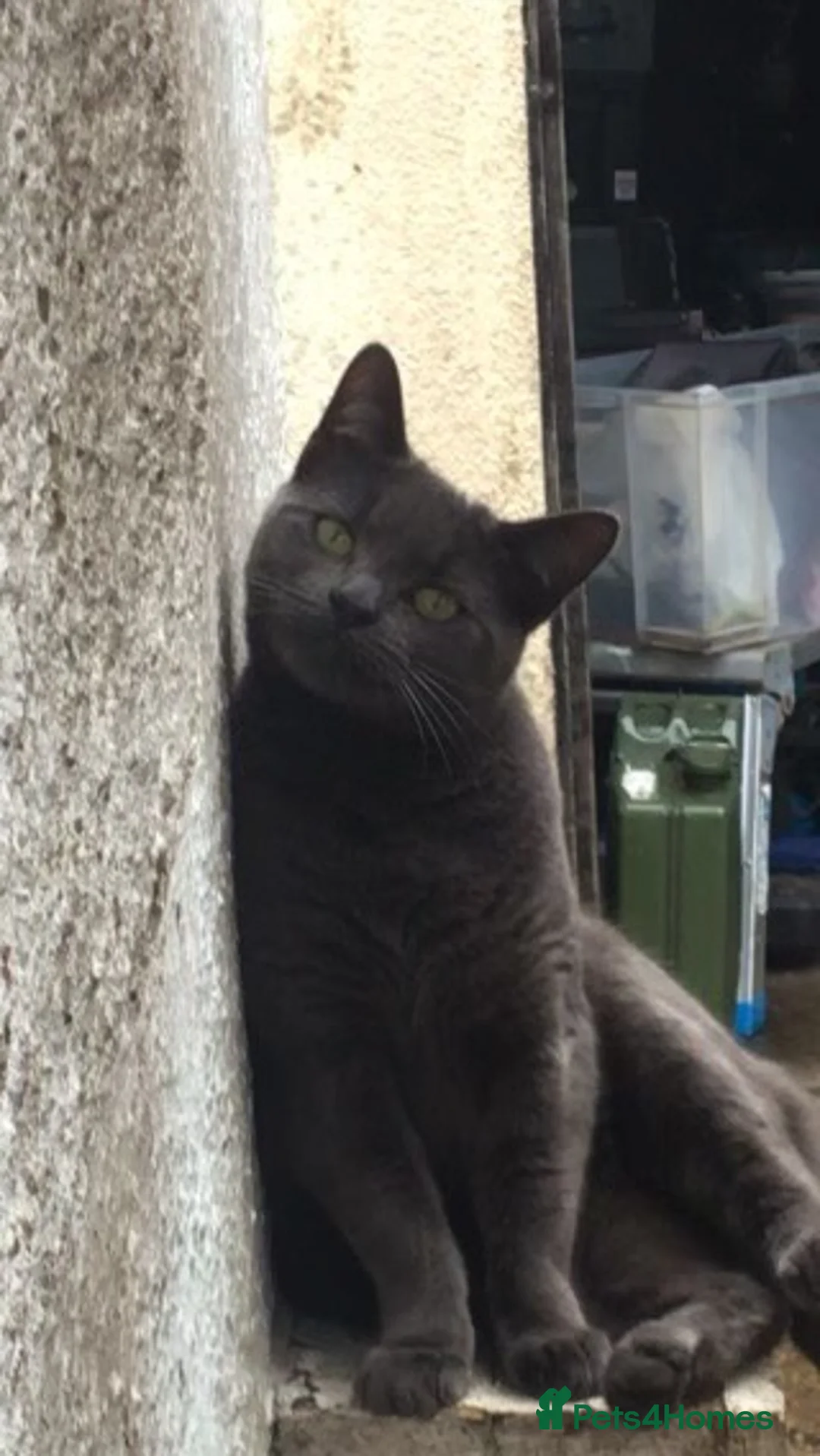 Mixed Breed cats for sale: Lulue - Advert 1