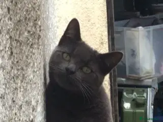 Mixed Breed cats Lulue - Advert 1