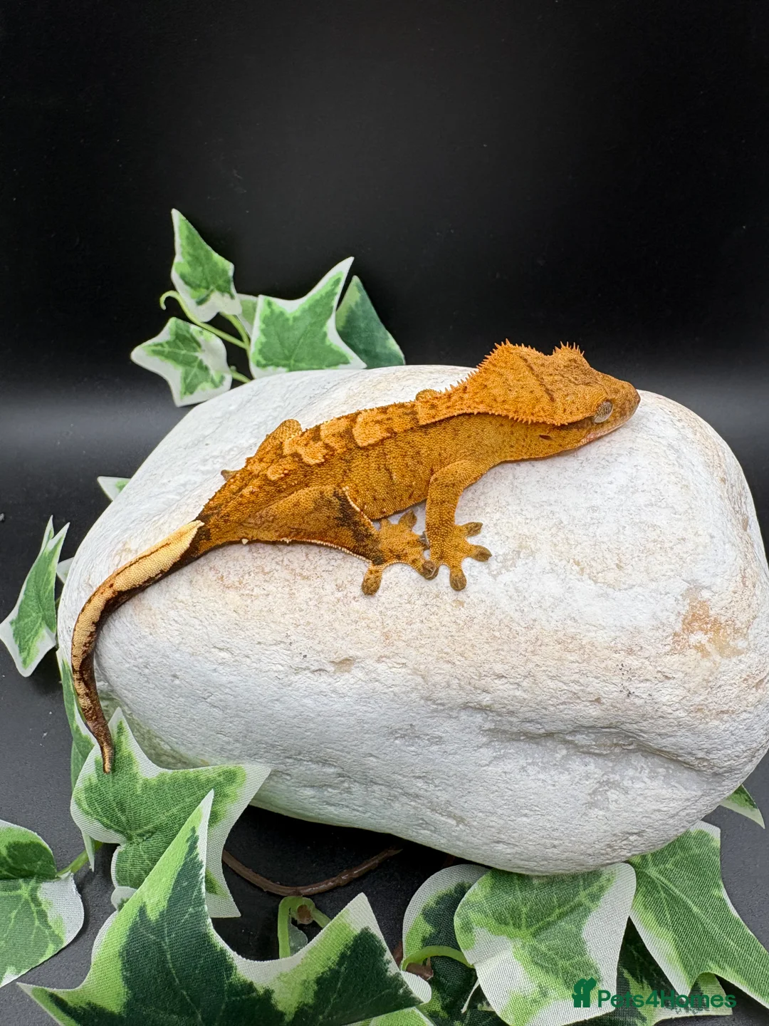 Gecko reptiles for sale: Crested geckos  - Advert 12