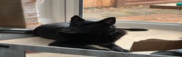 German Shepherd dogs for sale: Pure black german shepherd puppies ready to go now - Advert 1