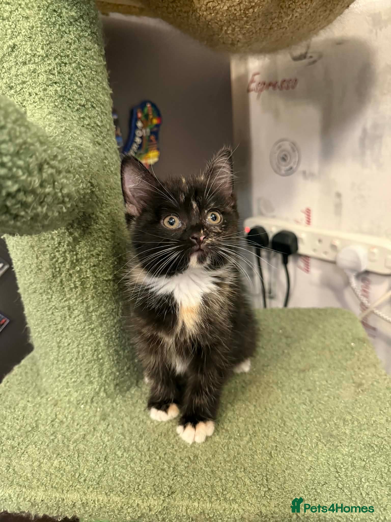 Scottish Fold cats Scottish fold kittens with straight ears - Advert 2