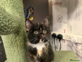Scottish Fold cats Scottish fold kittens with straight ears - Advert 2
