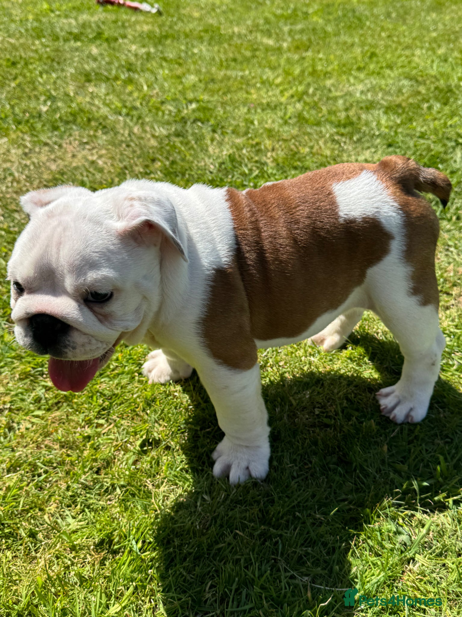 English Bulldog dogs KC REG Red/White Last Boy READY TO GO!!!!   - Advert 15