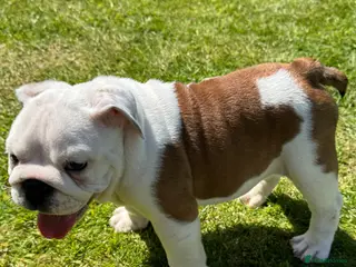 English Bulldog dogs KC REG Red/White Last Boy READY TO GO!!!! - Advert 15