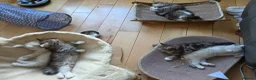 Siberian cats for sale: Pure gorgeous Siberian Kittens - Advert 15