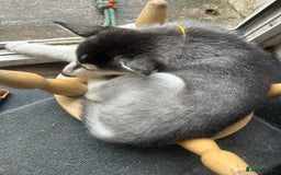 Siberian Husky dogs for sale: Lovely husky puppies, ready for new homes on 25/8 - Image 25