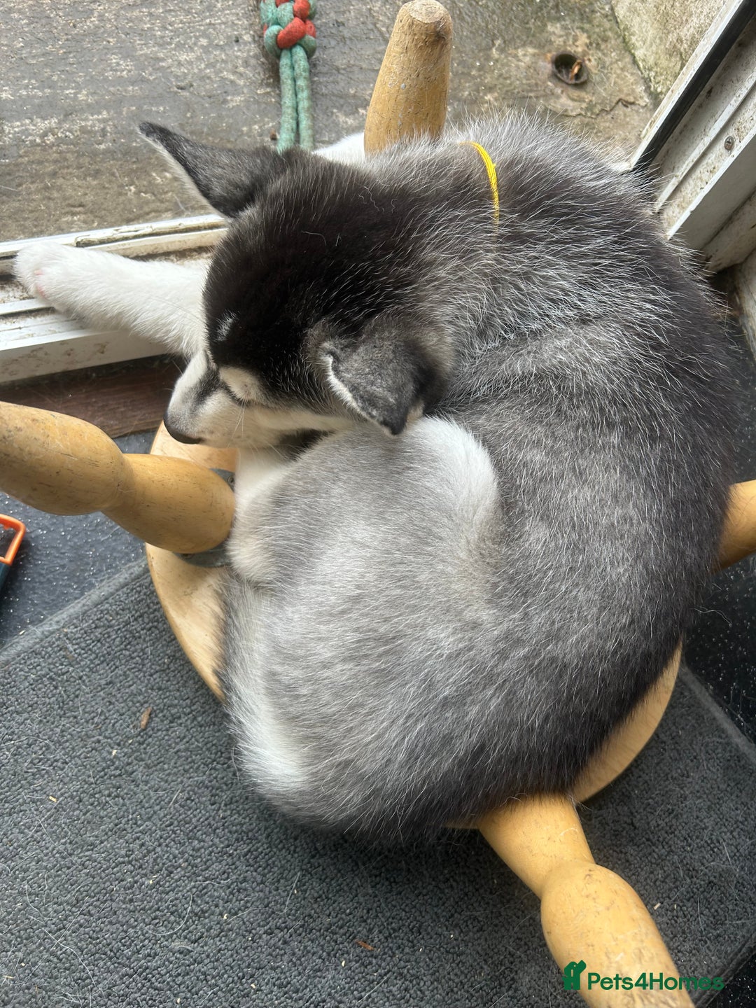 Siberian Husky dogs for sale: Lovely husky puppies, ready for new homes on 25/8 - Image 25