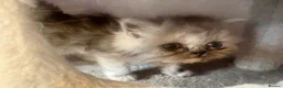 Persian cats for sale: 3 Persian female kittens Delivery Available  - Advert 13