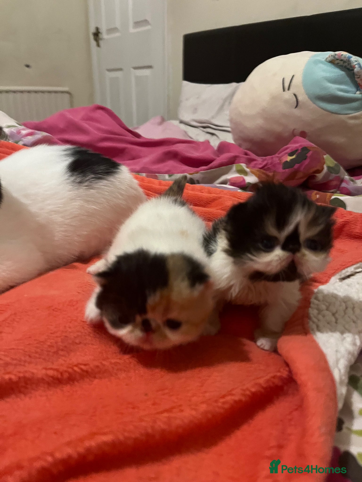 Persian cats for sale: Beautiful high quality Persian and Exotic kittens  - Advert 1