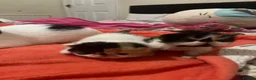 Persian cats for sale: Beautiful high quality Persian and Exotic kittens  - Advert 1