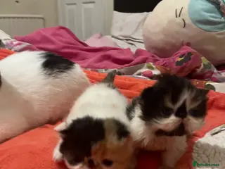 Persian cats for sale: Beautiful high quality Persian and Exotic kittens - Advert 1