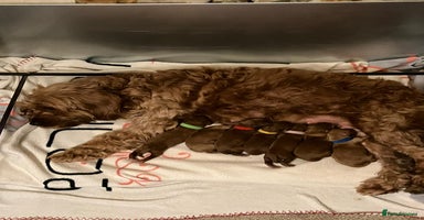 Toy Poodle dogs in Northwich - Advert 4