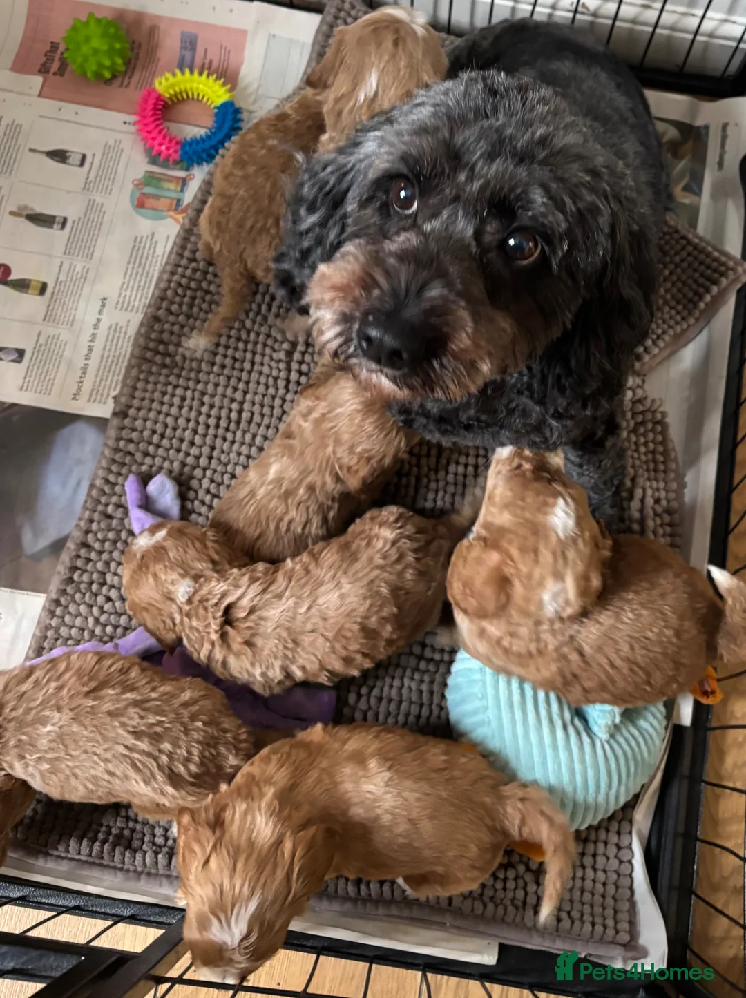 Cockapoo dogs for sale: F1bcockapoo puppies - DNA Health test clear  in Staines - Advert 40