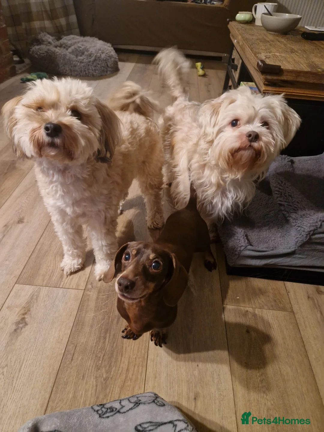 Mixed Breed dogs for adoption: BONDED:💙ALFIE 10yo Shih Tzu❤️MUFFIN 6yo Cockapoo - Advert 12