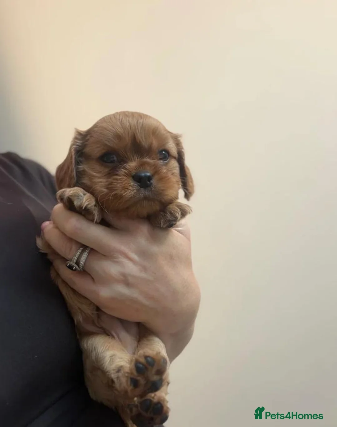 Cavalier King Charles Spaniel dogs for sale: Beautiful Cavalier King Charles Spaniel Puppies in Hitchin - Advert 2