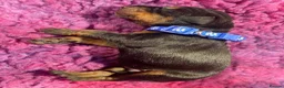 Dobermann dogs for sale: *KC REGISTERED* HEALTH TESTED DOBERMAN PUPPIES* in Rossendale - Advert 37