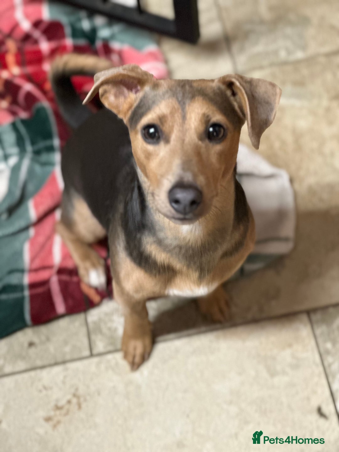 Jack Russell dogs for sale: Miniature Jack Russell pups  - Image 4