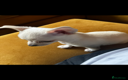 Chihuahua dogs for sale: Adorable champagne coloured chihuahua - Image 5