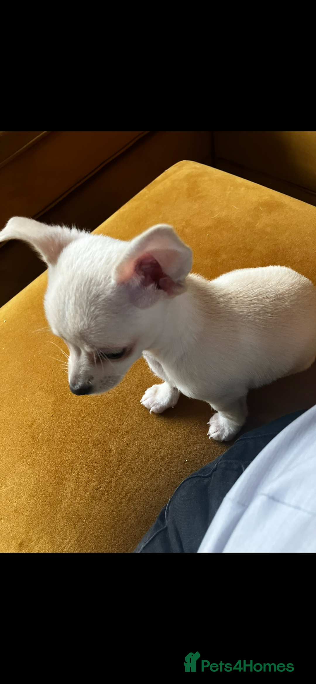 Chihuahua dogs for sale: Adorable champagne coloured chihuahua - Image 5