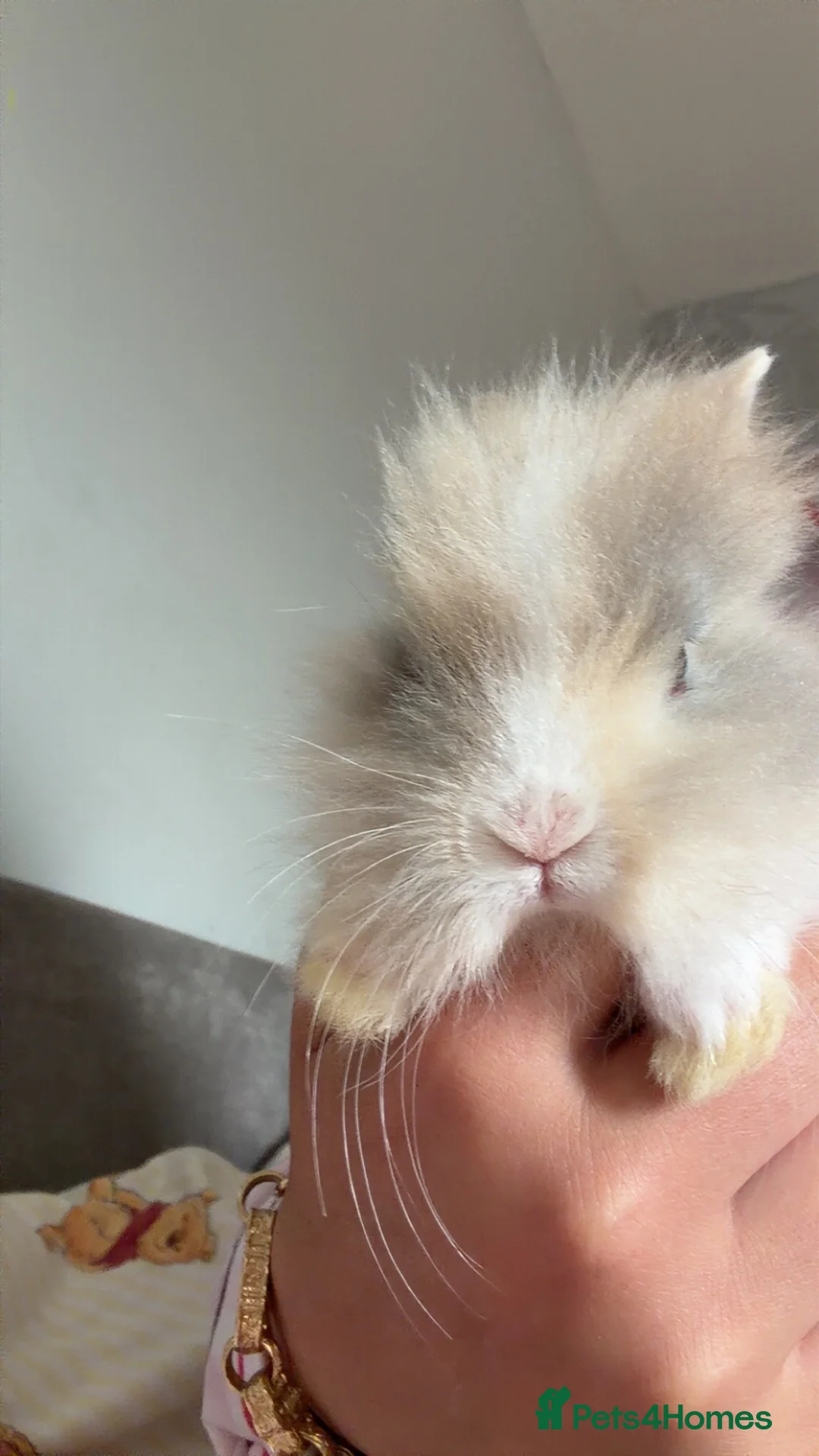 Lionhead rabbits for sale: Lionheads for sale  - Advert 6
