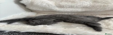 British Shorthair Kitten 1