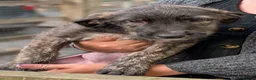 Irish Wolfhound dogs for sale: Irish Wolfhound Puppies  - Advert 6