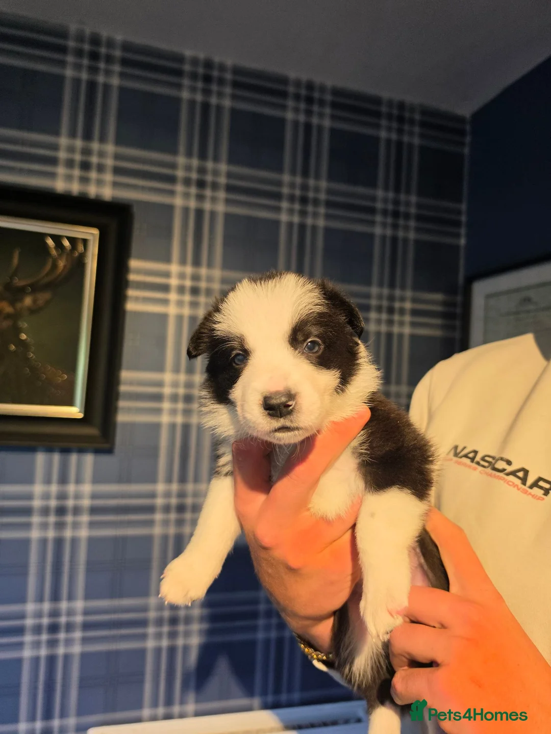 Border Collie dogs for sale: 🐾Working Border Collie Puppies–5 Boys & 1 Girl🐾 - Advert 2
