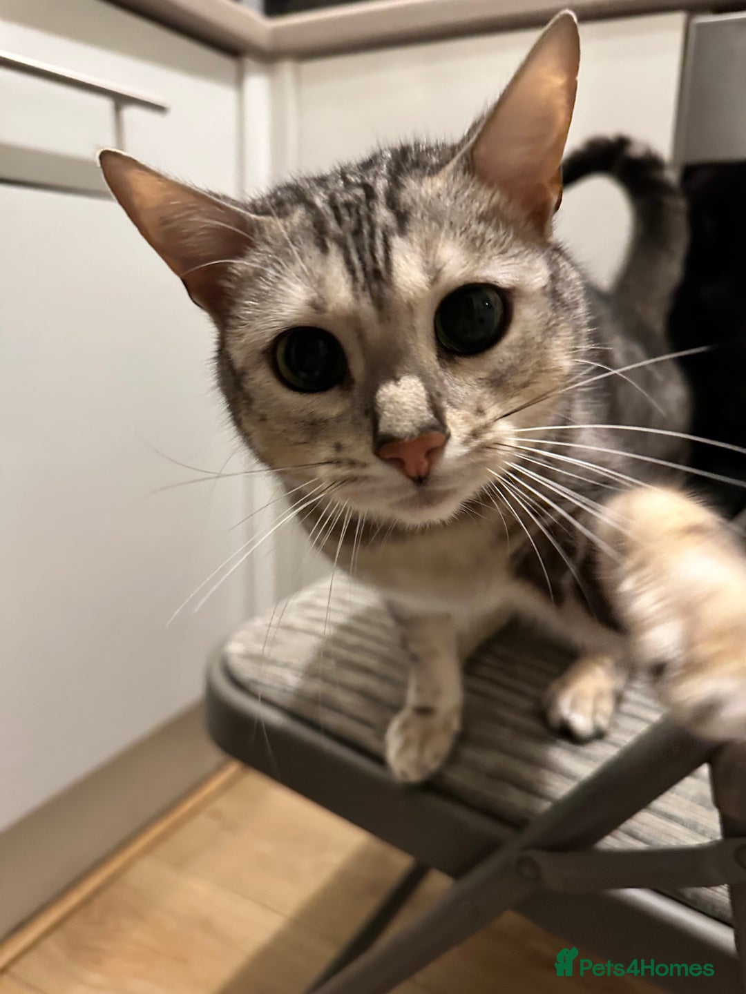 Bengal cats for sale: Full Bengal Female - Advert 8