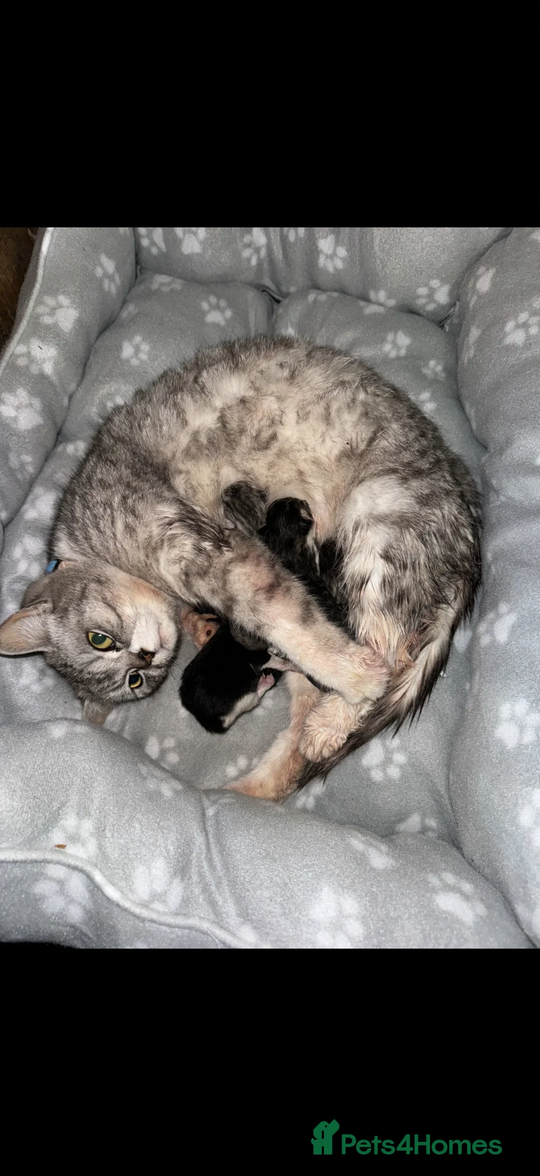 British Shorthair cats for sale: Adorable British shorthair mix kittens  - Advert 2