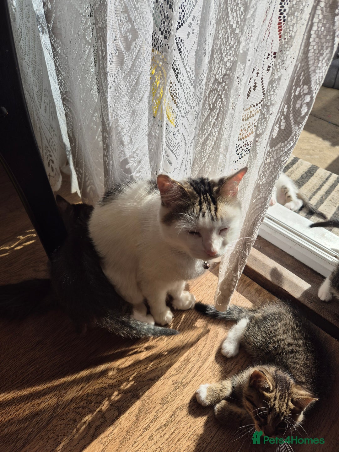 Mixed Breed cats for sale: Kittens for sale - Image 7