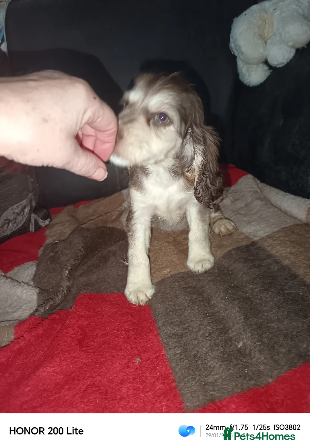 Cocker Spaniel dogs for sale: Show type Cocker Spaniel puppies - Advert 1