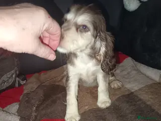 Cocker Spaniel dogs Show type Cocker Spaniel puppies - Advert 14