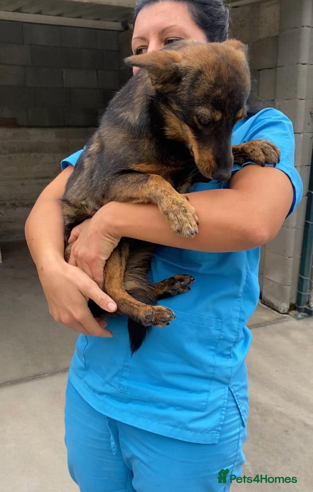 Mixed Breed dogs for adoption: Ivar, 1 yr approx. Available for adoption. - Advert 5