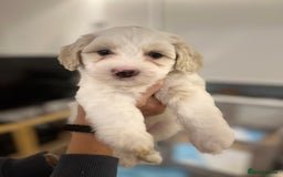 Mixed Breed dogs for sale: Tiboodle Puppies – Toy Poodle x Tibetan Terrier - Advert 23