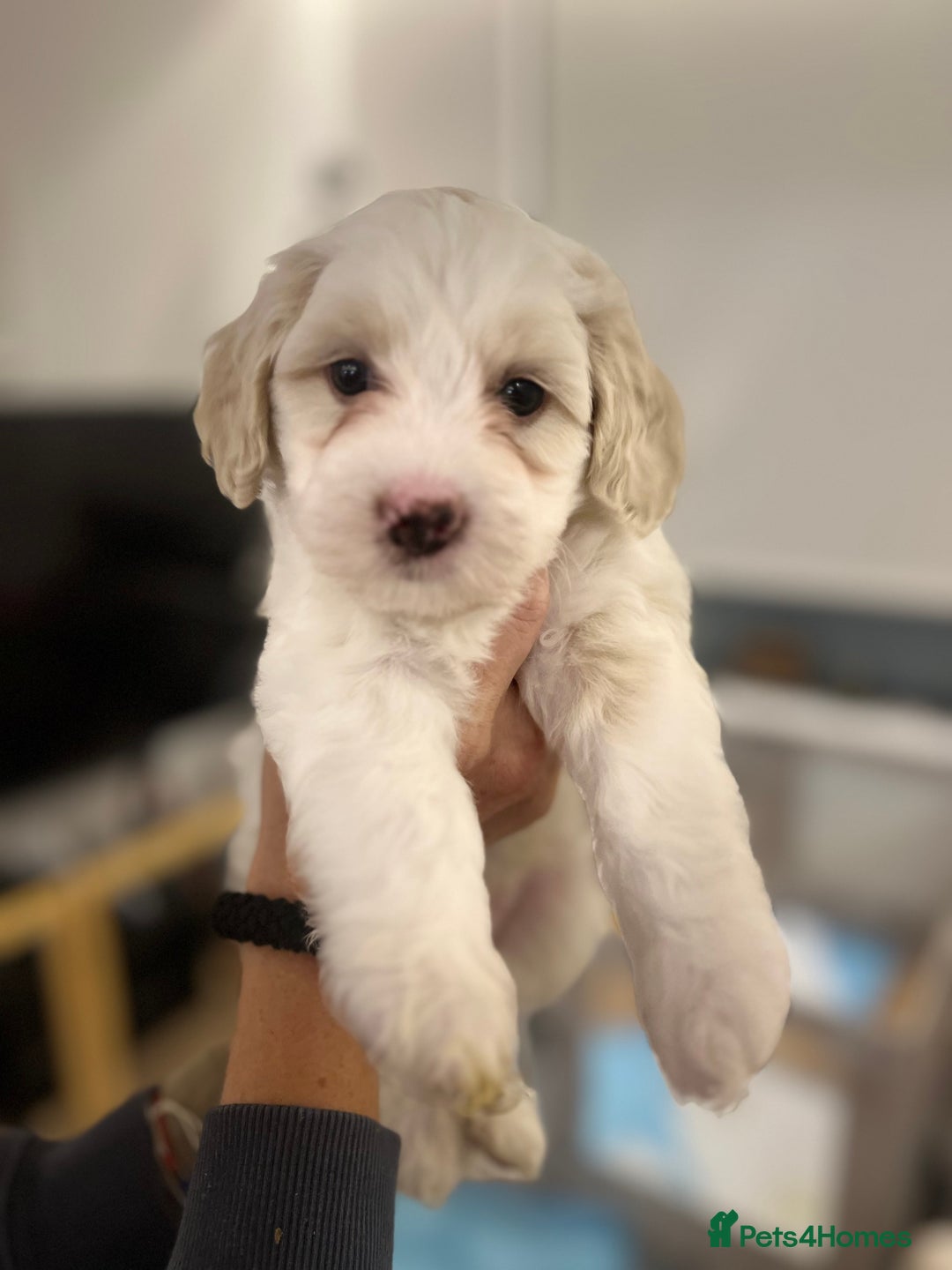 Mixed Breed dogs for sale: Tiboodle Puppies – Toy Poodle x Tibetan Terrier - Advert 23