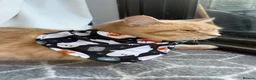 Mixed Breed cats for sale:  Rehoming  - Advert 8