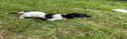 English Springer Spaniel dogs for sale: KC Registered English Springer Spaniel Pups  - Advert 14
