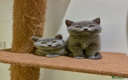 British Shorthair cats for sale: Beautiful Chunky British Shorthair Kittens Pure - Image 6