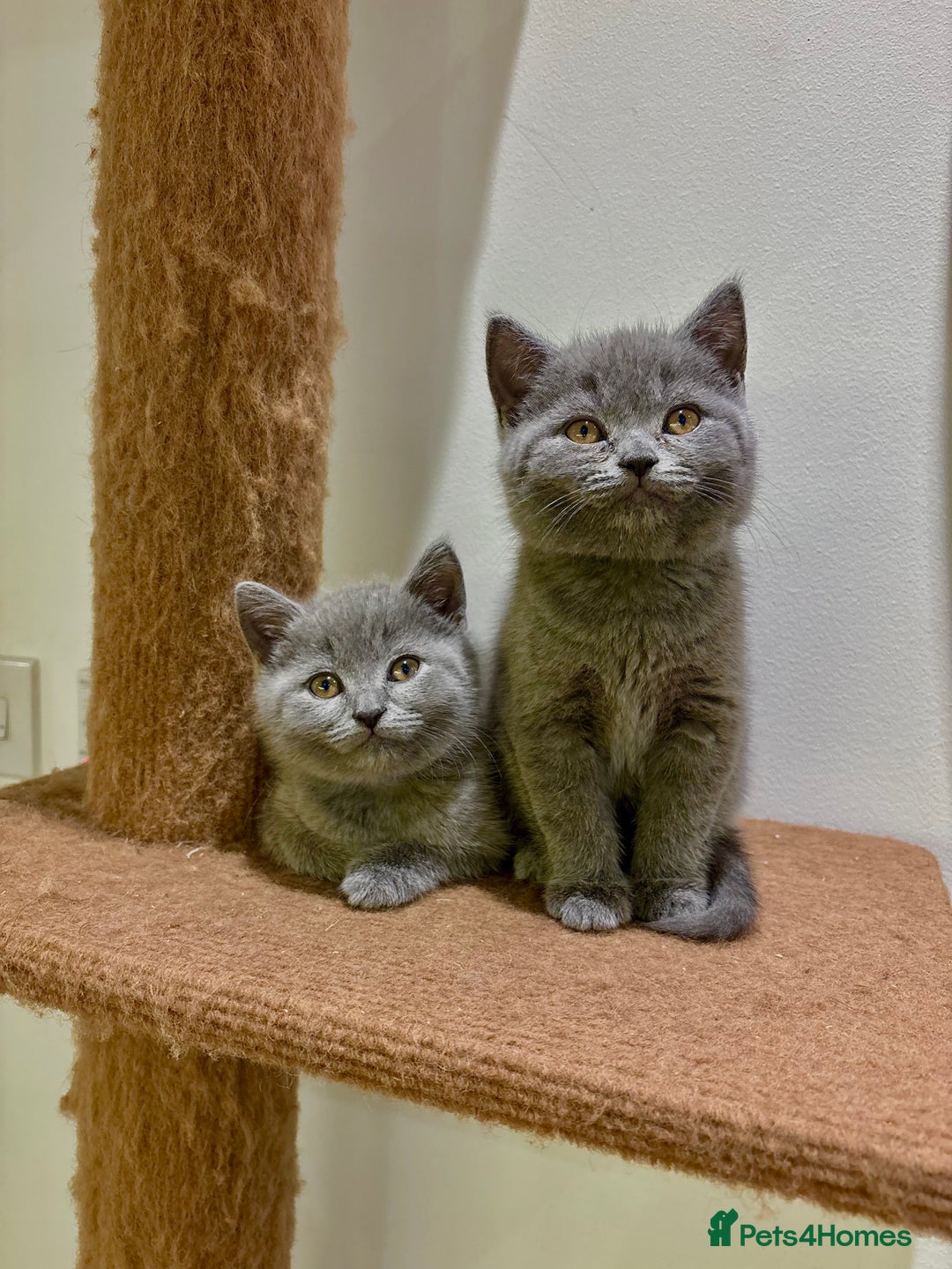 British Shorthair cats for sale: Beautiful Chunky British Shorthair Kittens Pure - Image 6