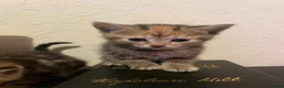 Mixed Breed cats for sale: Tabby/Tortoiseshell & Tabby/Cross Ragdoll Kittens - Advert 4