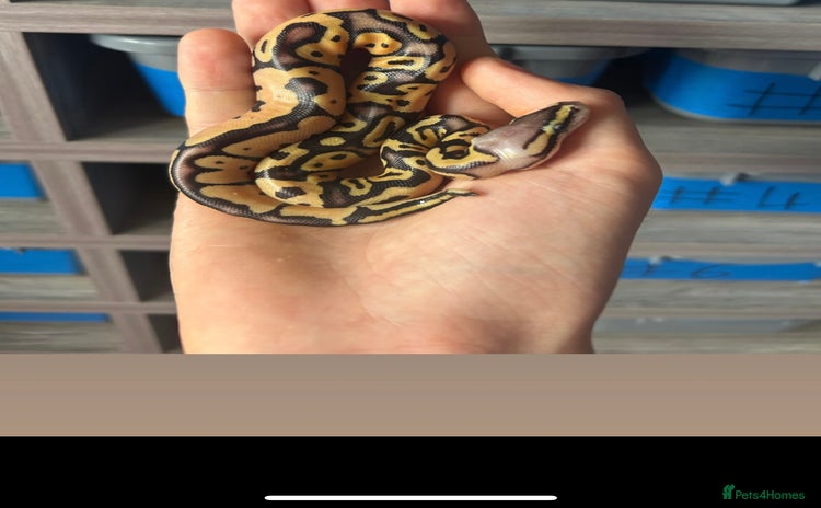 Python Snake reptiles - Advert 4