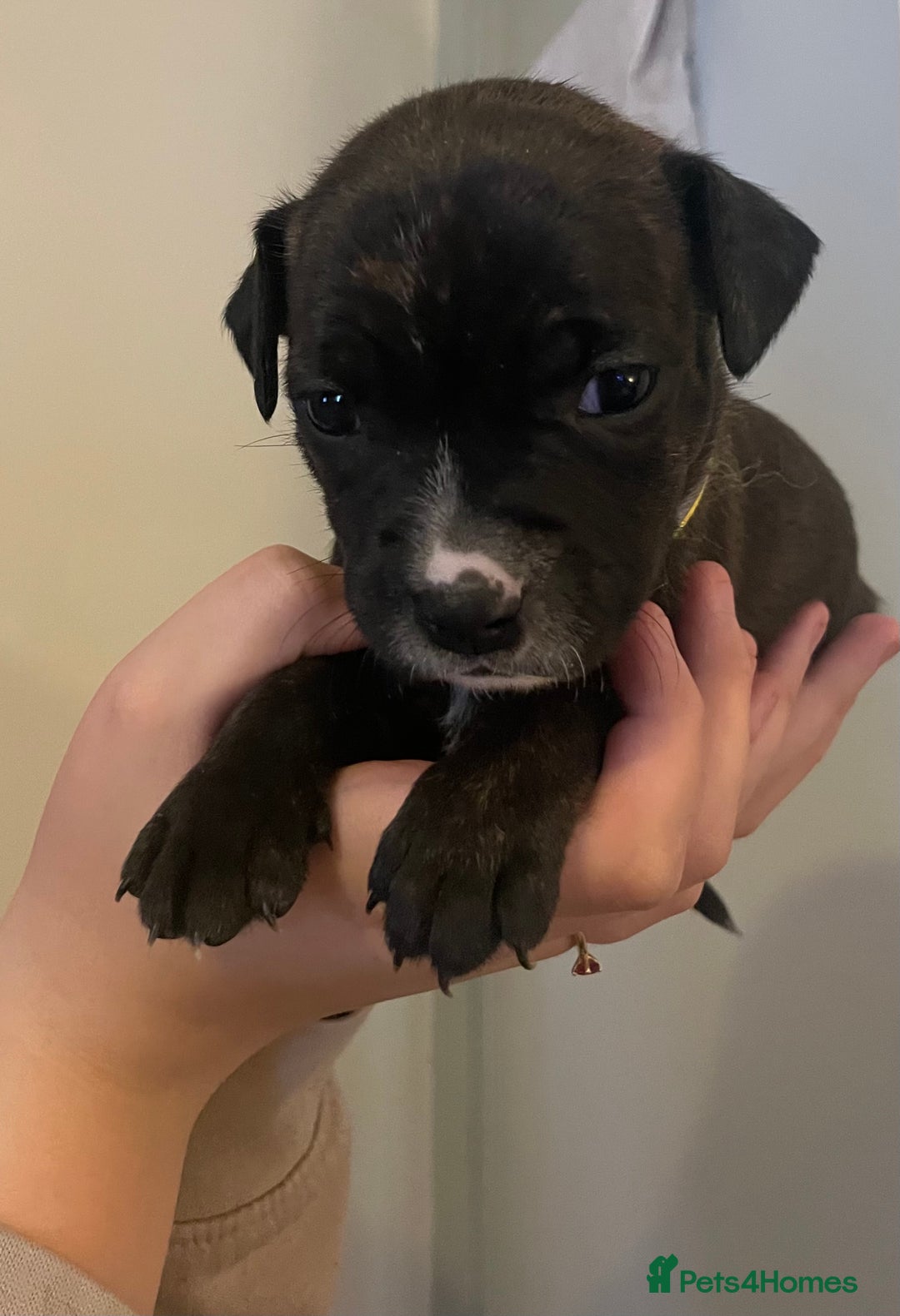 Staffordshire Bull Terrier dogs for sale: Staffordshire/American Staffordshire pups in Harrow - Image 20