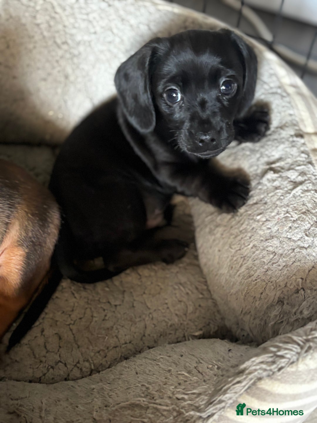 Miniature Dachshund dogs for sale: Beautiful boys 🩵 - Image 6