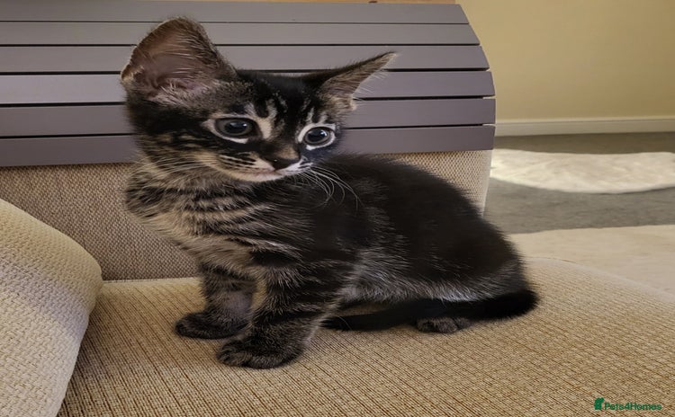 Mixed Breed cats - Advert 1