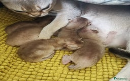 Singapura cats for sale: Stunning Singapura kittens  - Image 18