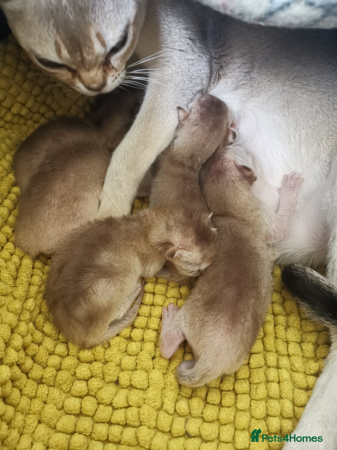 Singapura cats for sale: Stunning Singapura kittens  - Image 18