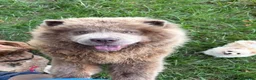 Chow Chow dogs for sale: 🐾KC stunning RARE hazel eyed chow girl, Evie 💛 - Advert 14